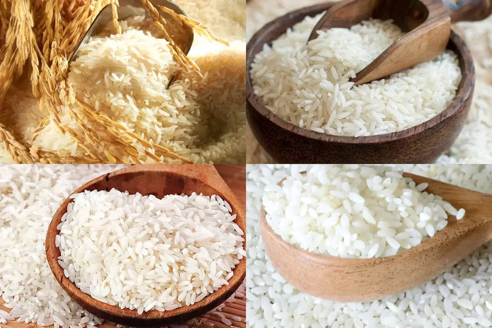 Premium Indian Rice Varieties