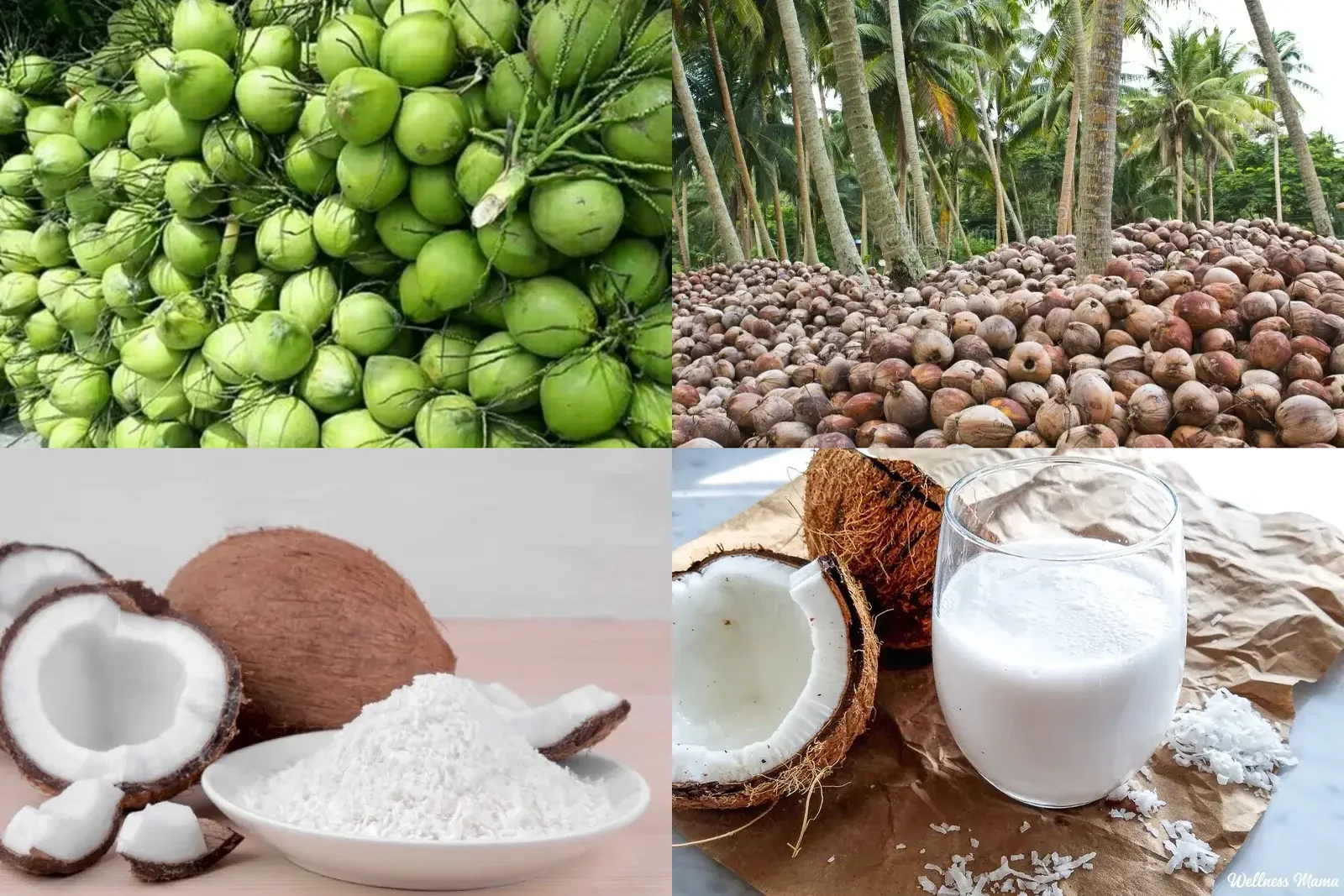 Coconut Varieties & Products